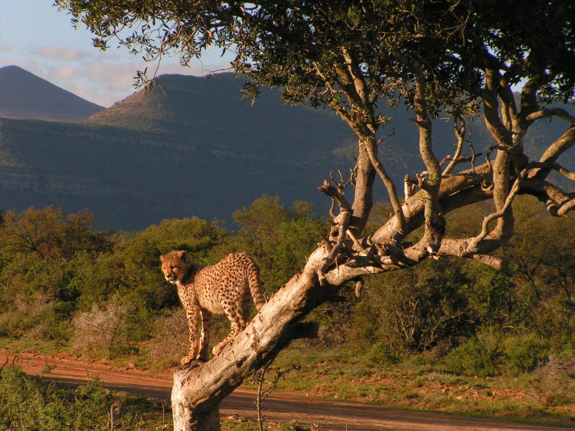 Samara Karoo Reserve Graaff-Reinet Екстериор снимка